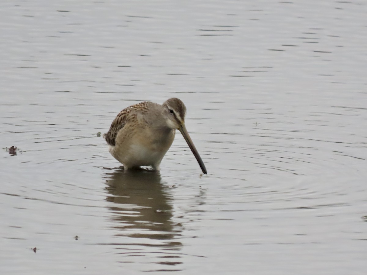 langnebbekkasinsnipe - ML609189899