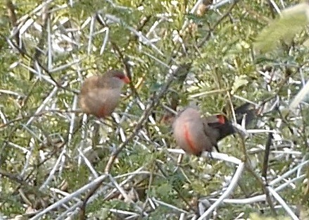 Common Waxbill - ML609190001