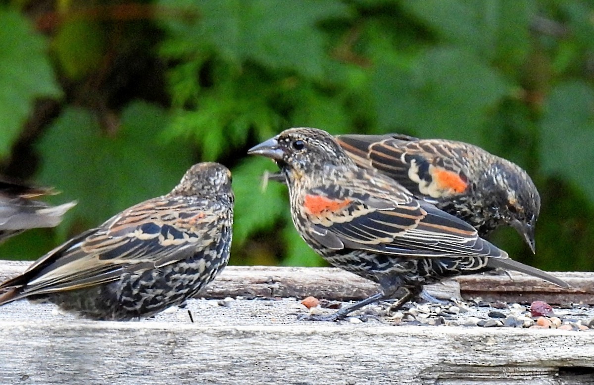 Red-winged Blackbird - ML609190099