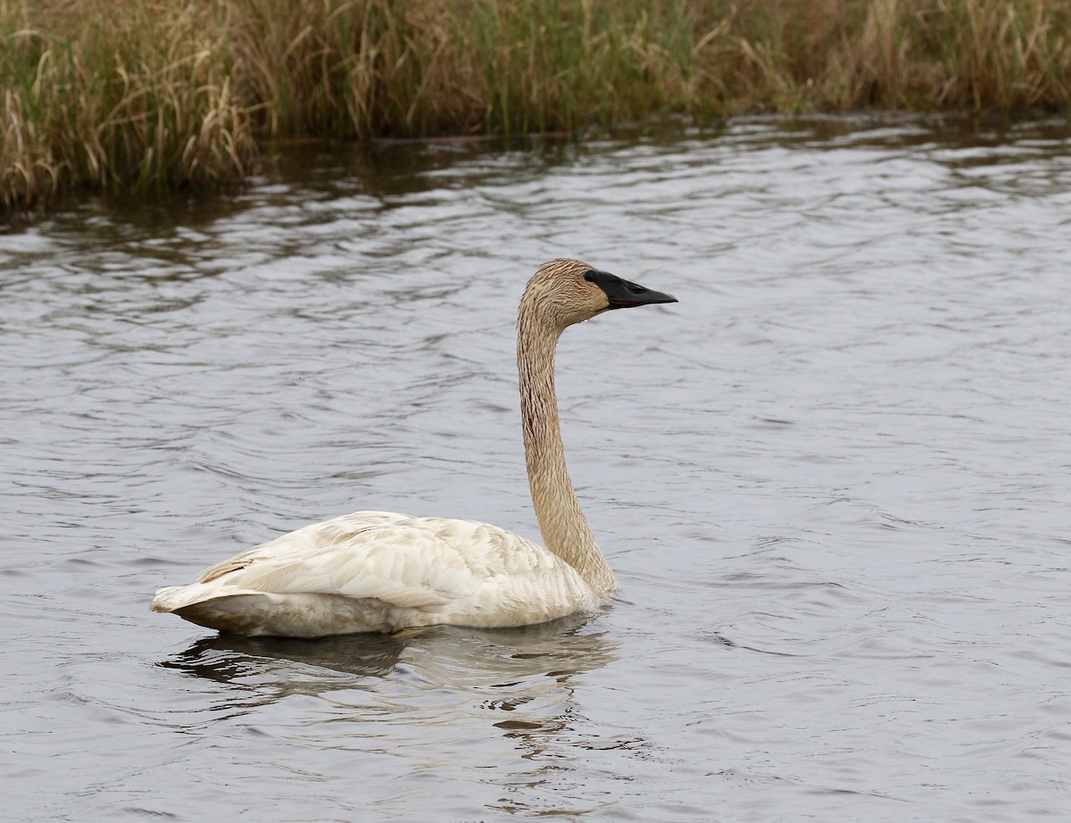 Trumpeter Swan - ML609190116