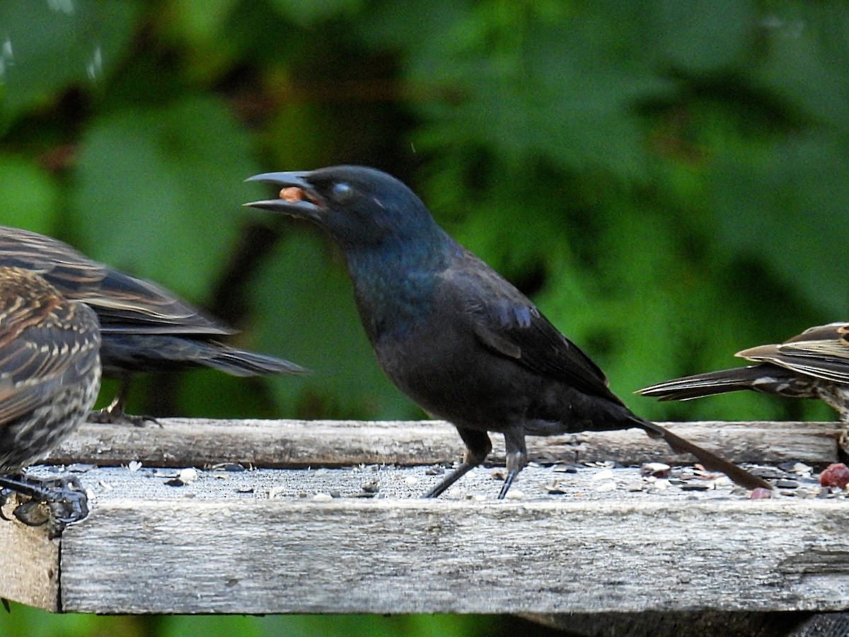 Common Grackle - ML609190127