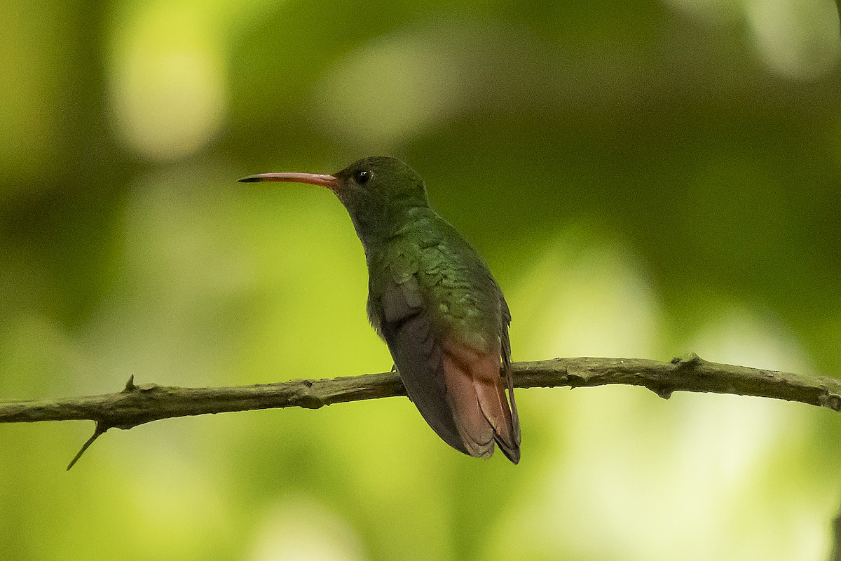 Rufous-tailed Hummingbird - Will Krohn