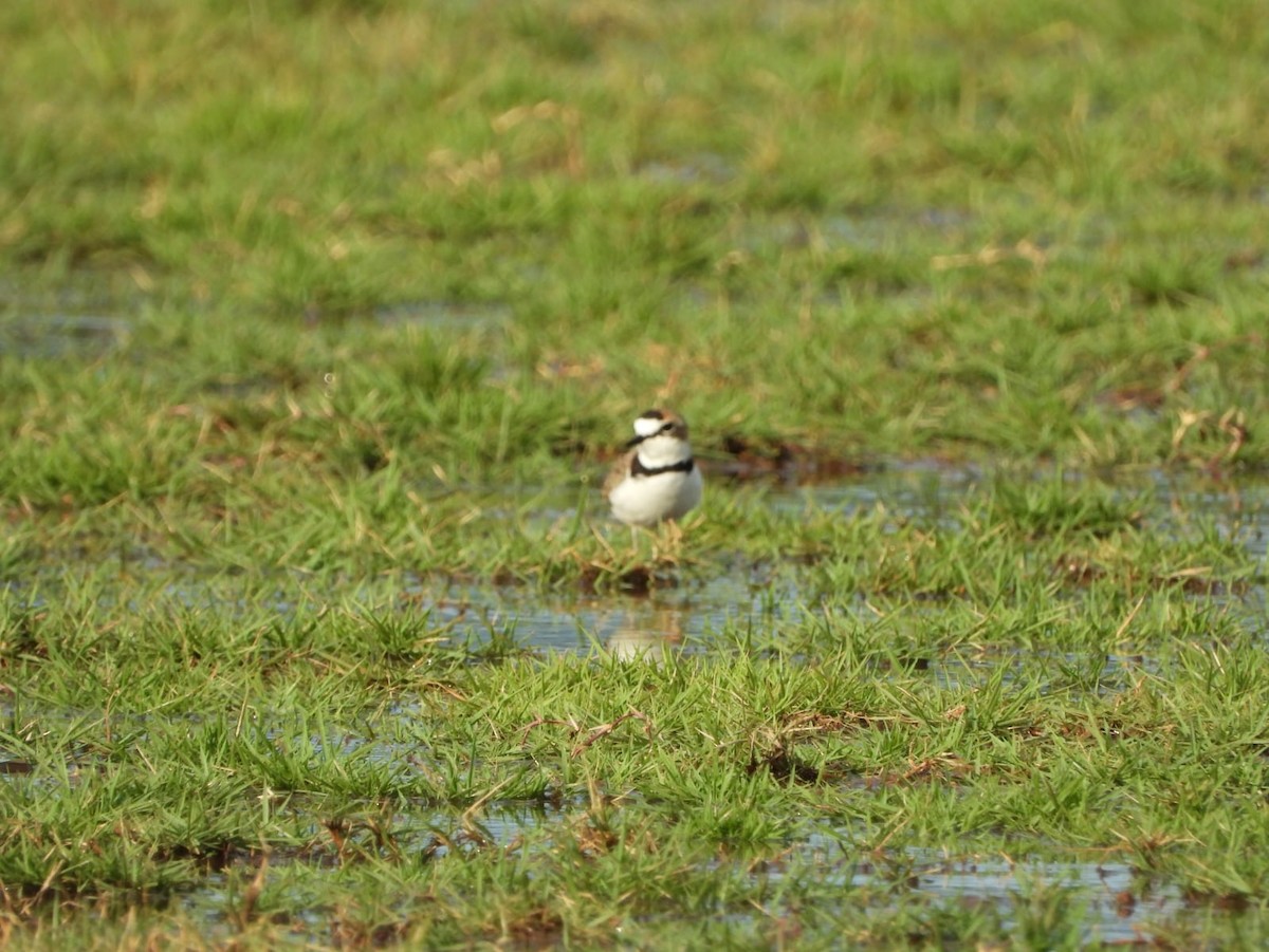 Collared Plover - ML609190170