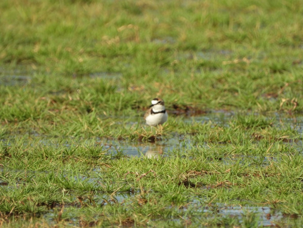 Schlankschnabel-Regenpfeifer - ML609190170