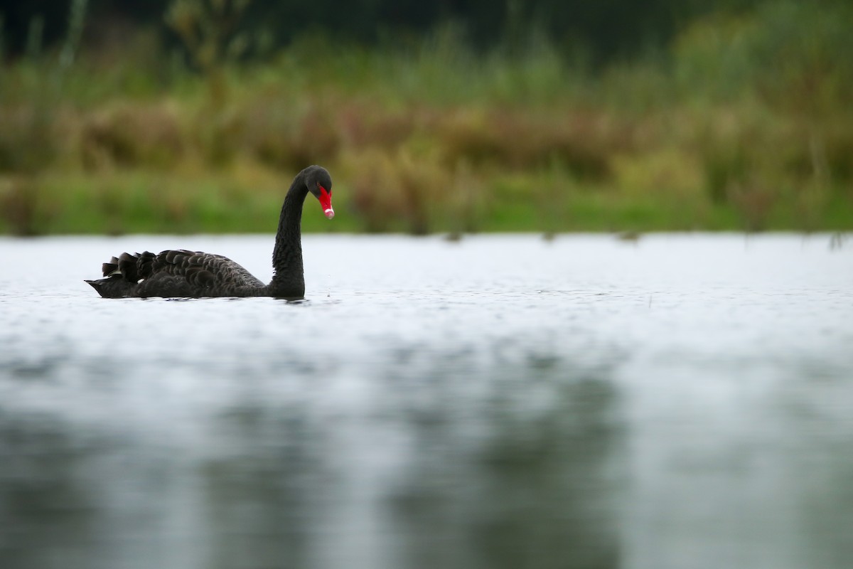 Black Swan - ML609190195