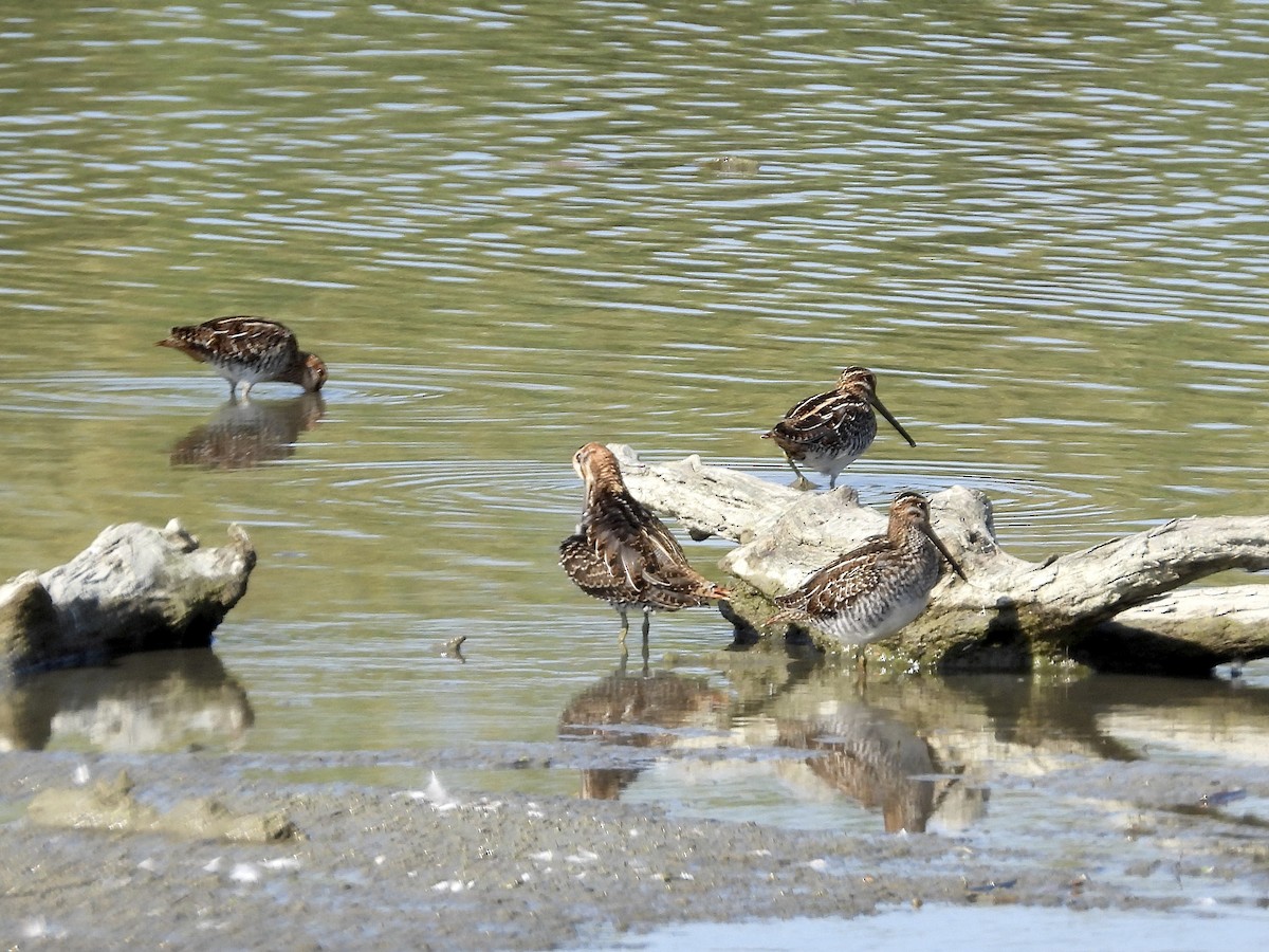 Wilson's Snipe - ML609190257