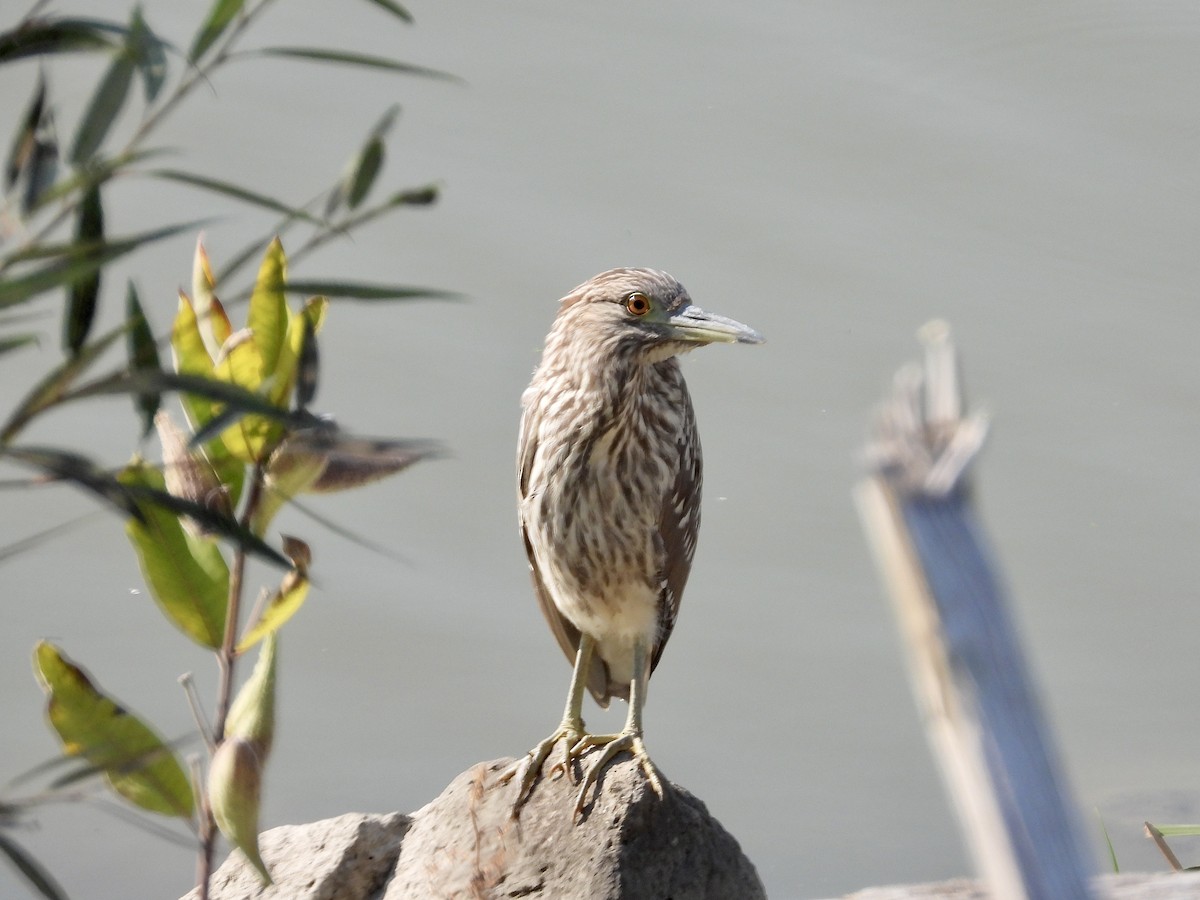 Black-crowned Night Heron - ML609190294