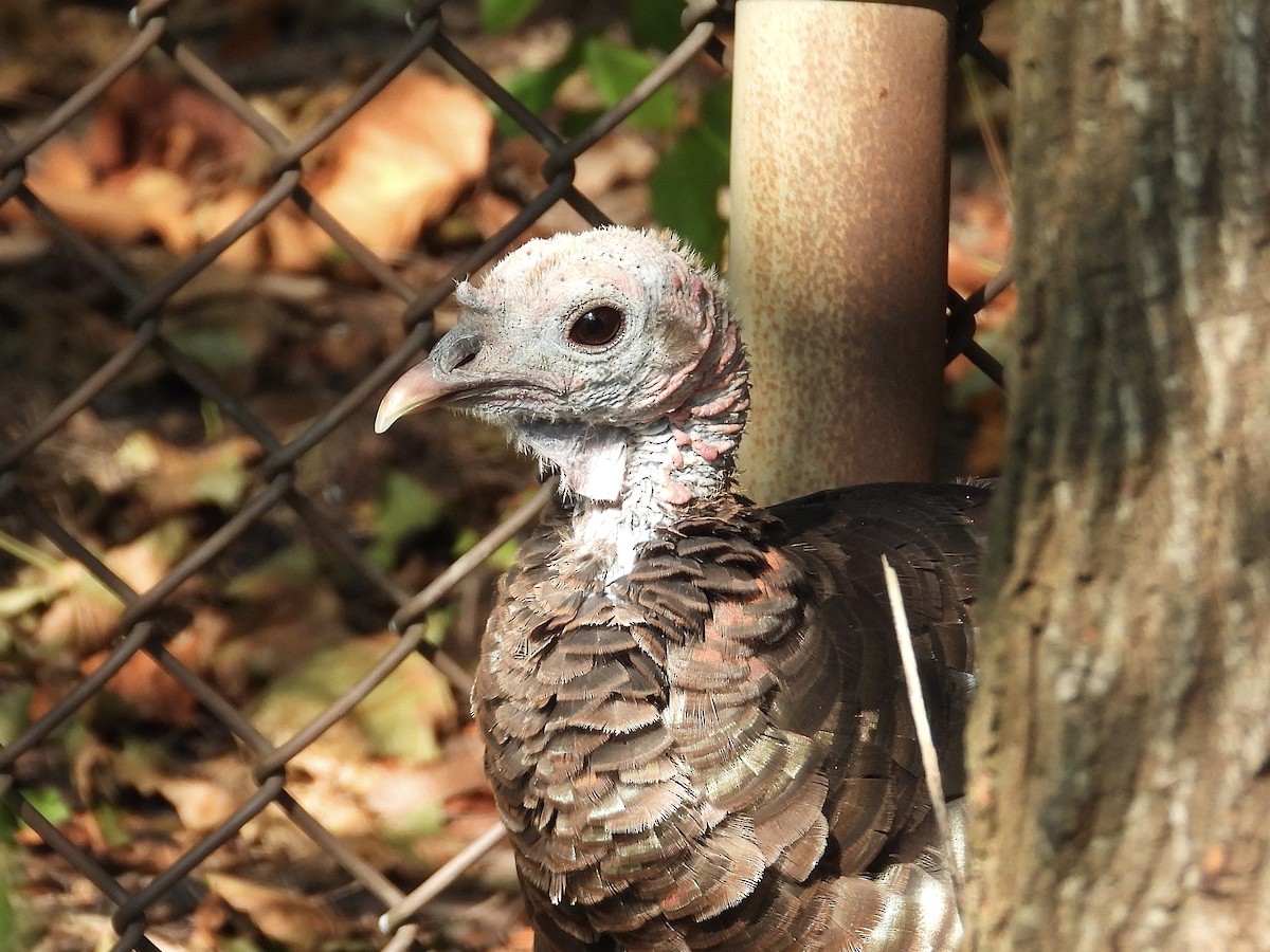 Wild Turkey - ML609190300