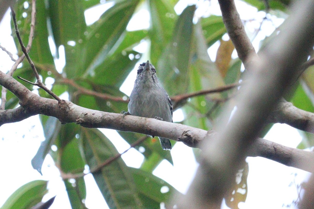 Dugand's Antwren - Pete Shen