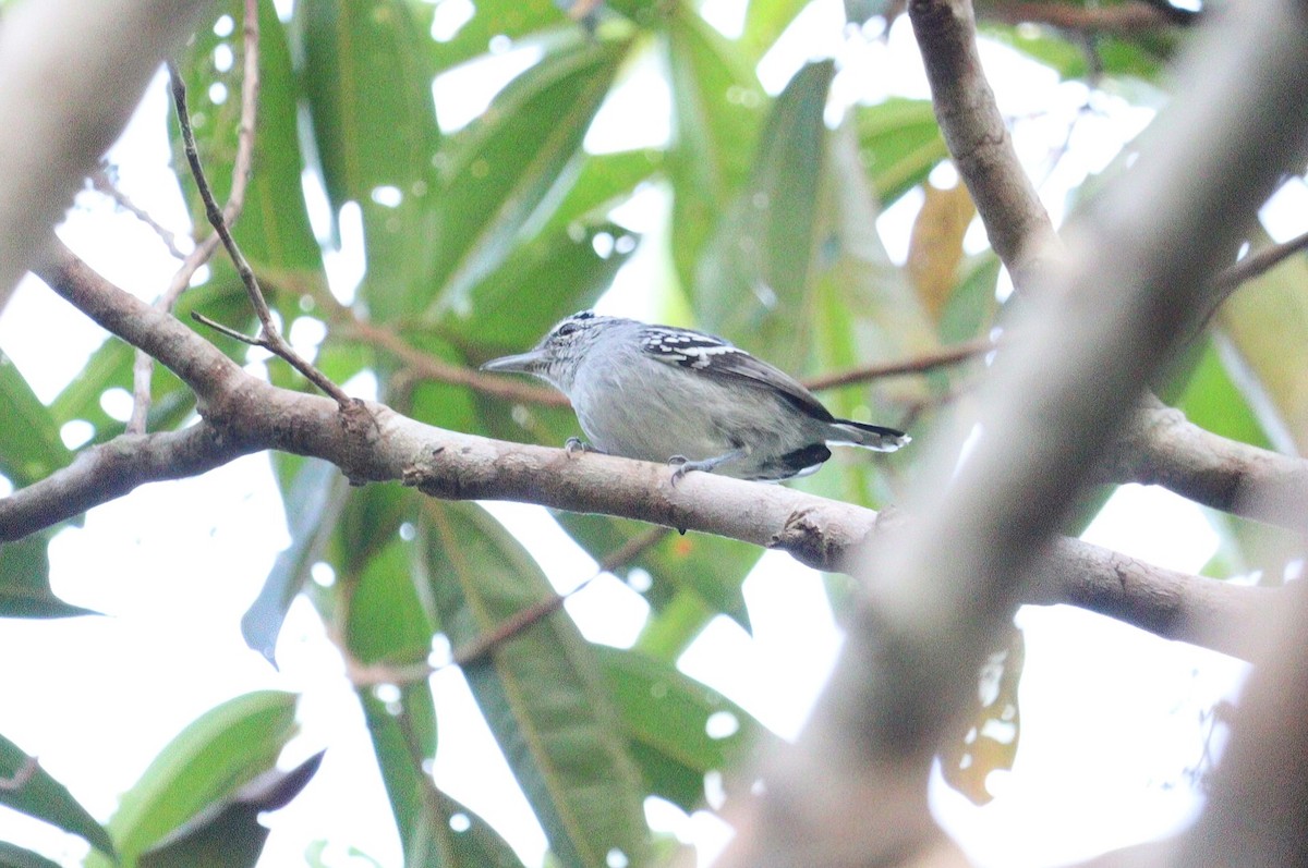 Dugand's Antwren - Pete Shen