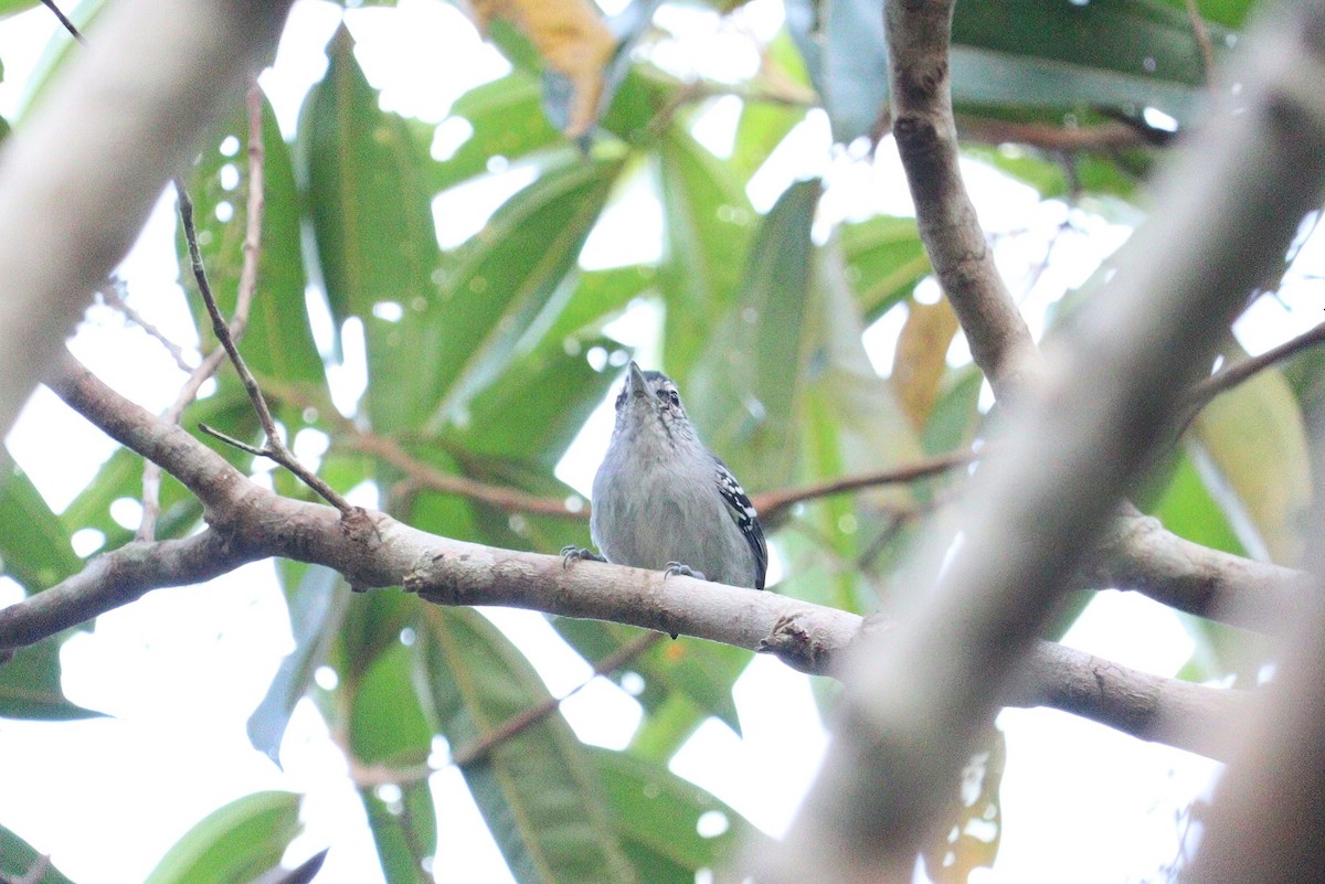 Dugand's Antwren - Pete Shen