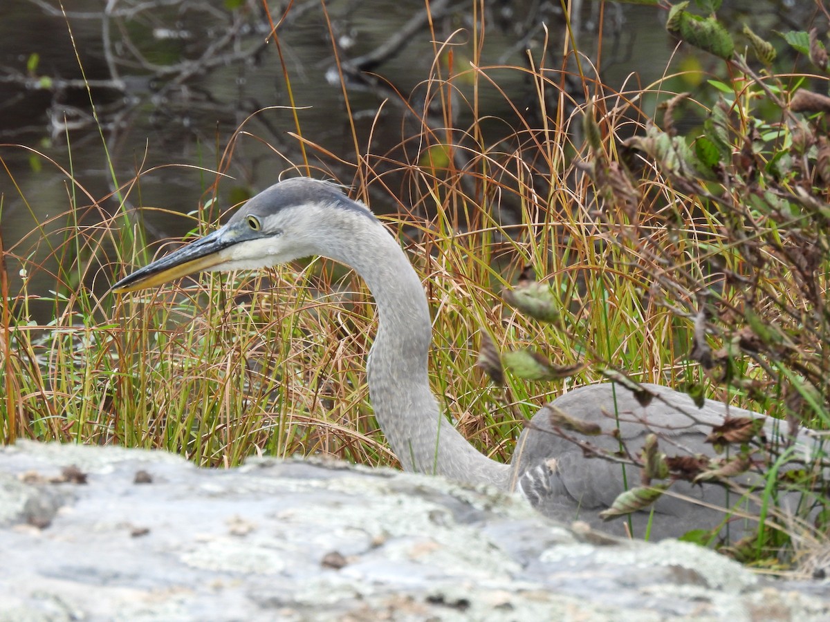 Great Blue Heron - Dany Caouette