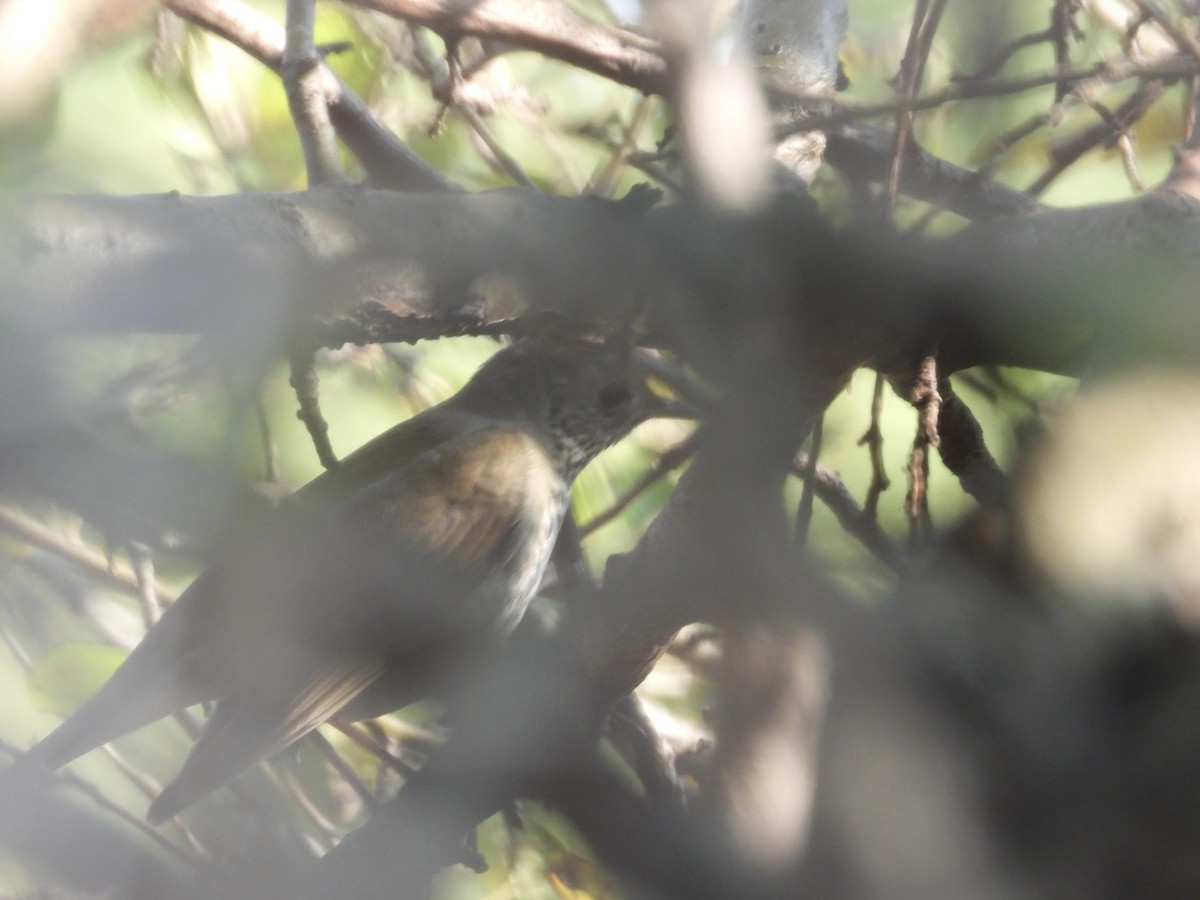 Gray-cheeked Thrush - ML609190404