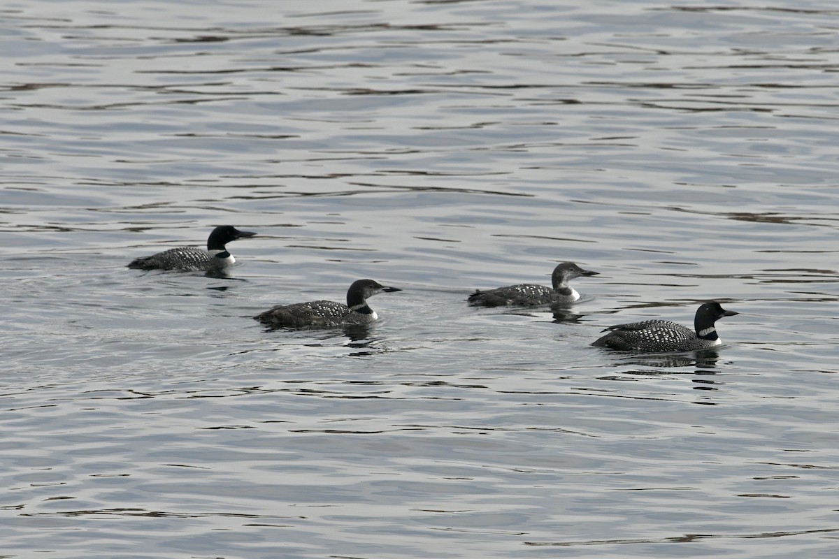 Common Loon - Pierre Normand