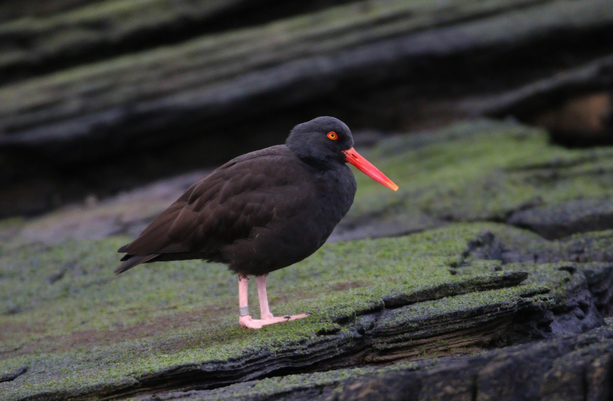 Black Oystercatcher - ML609190517