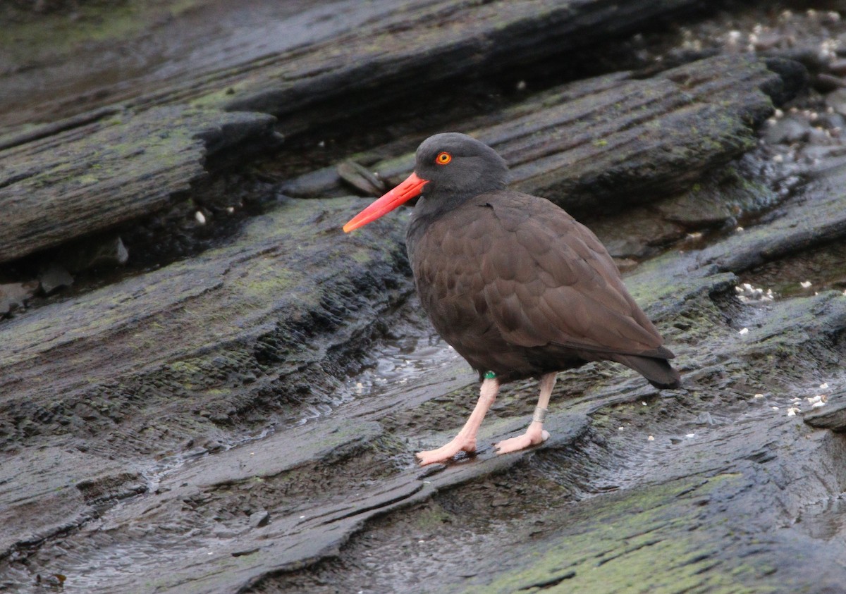 Black Oystercatcher - ML609190518