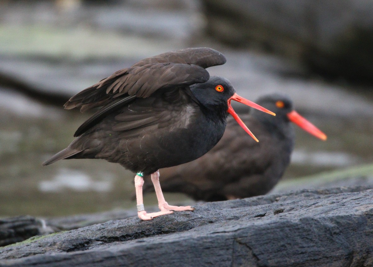 Black Oystercatcher - ML609190526