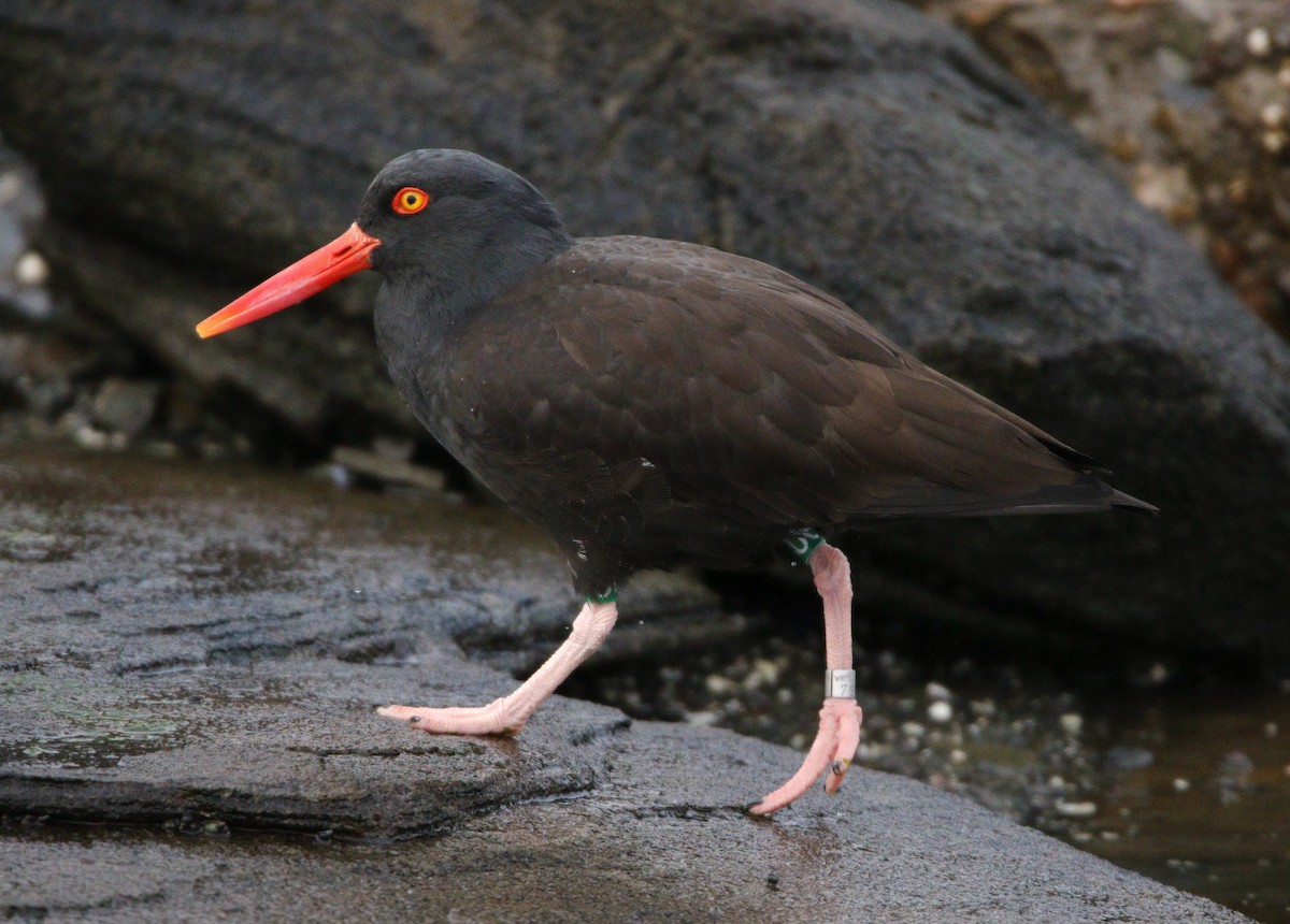 Black Oystercatcher - Liam Ragan