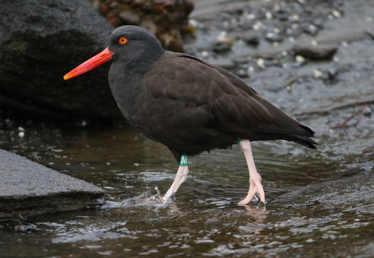 Black Oystercatcher - Liam Ragan