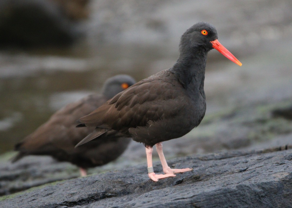 Black Oystercatcher - ML609190531