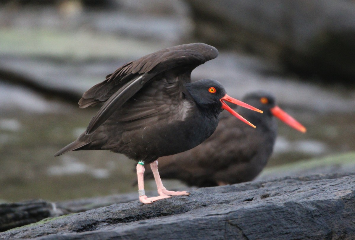 Black Oystercatcher - ML609190533