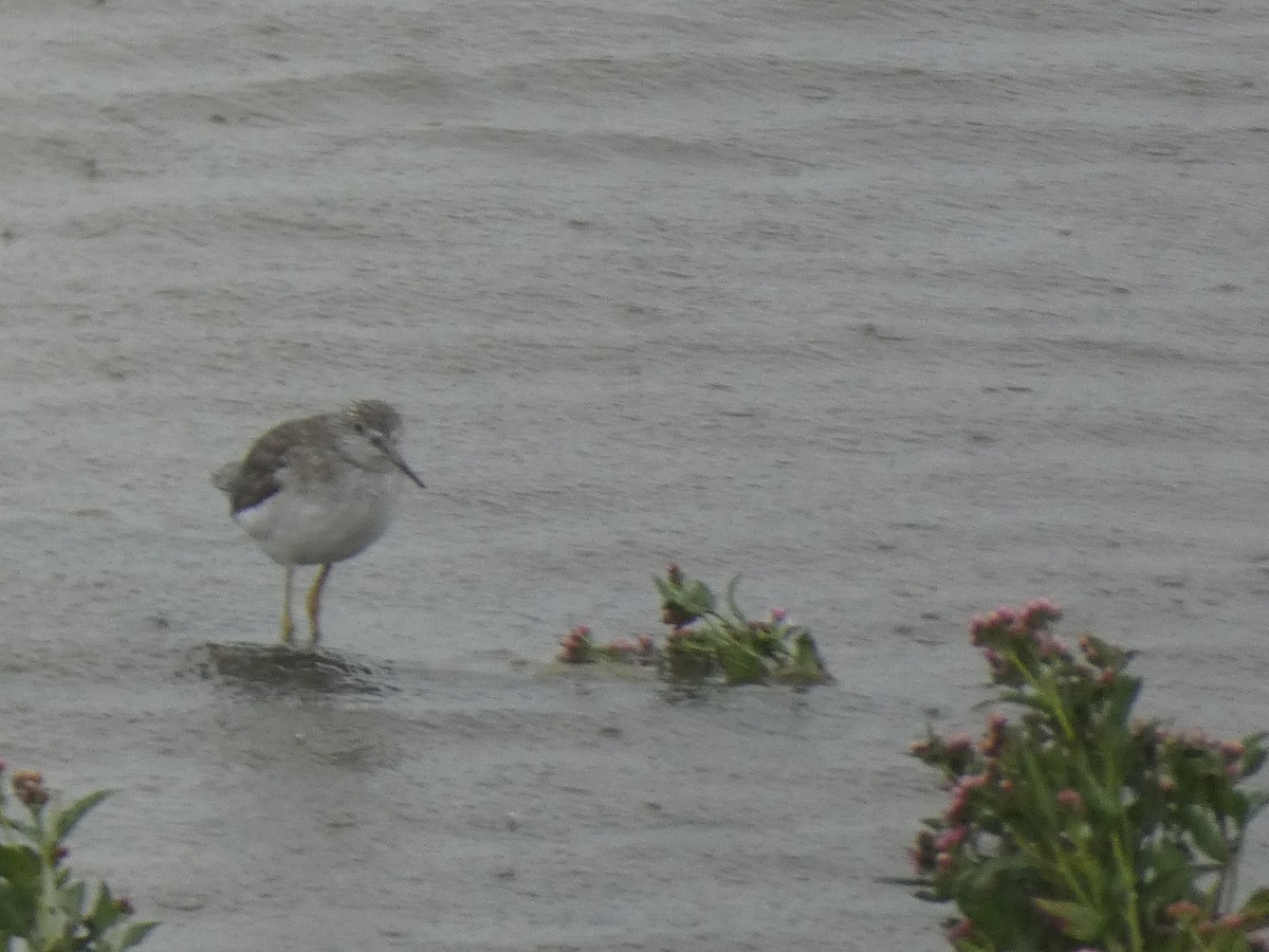 Greater Yellowlegs - ML609190548