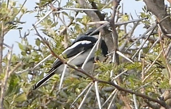 Chinspot Batis - ML609190565