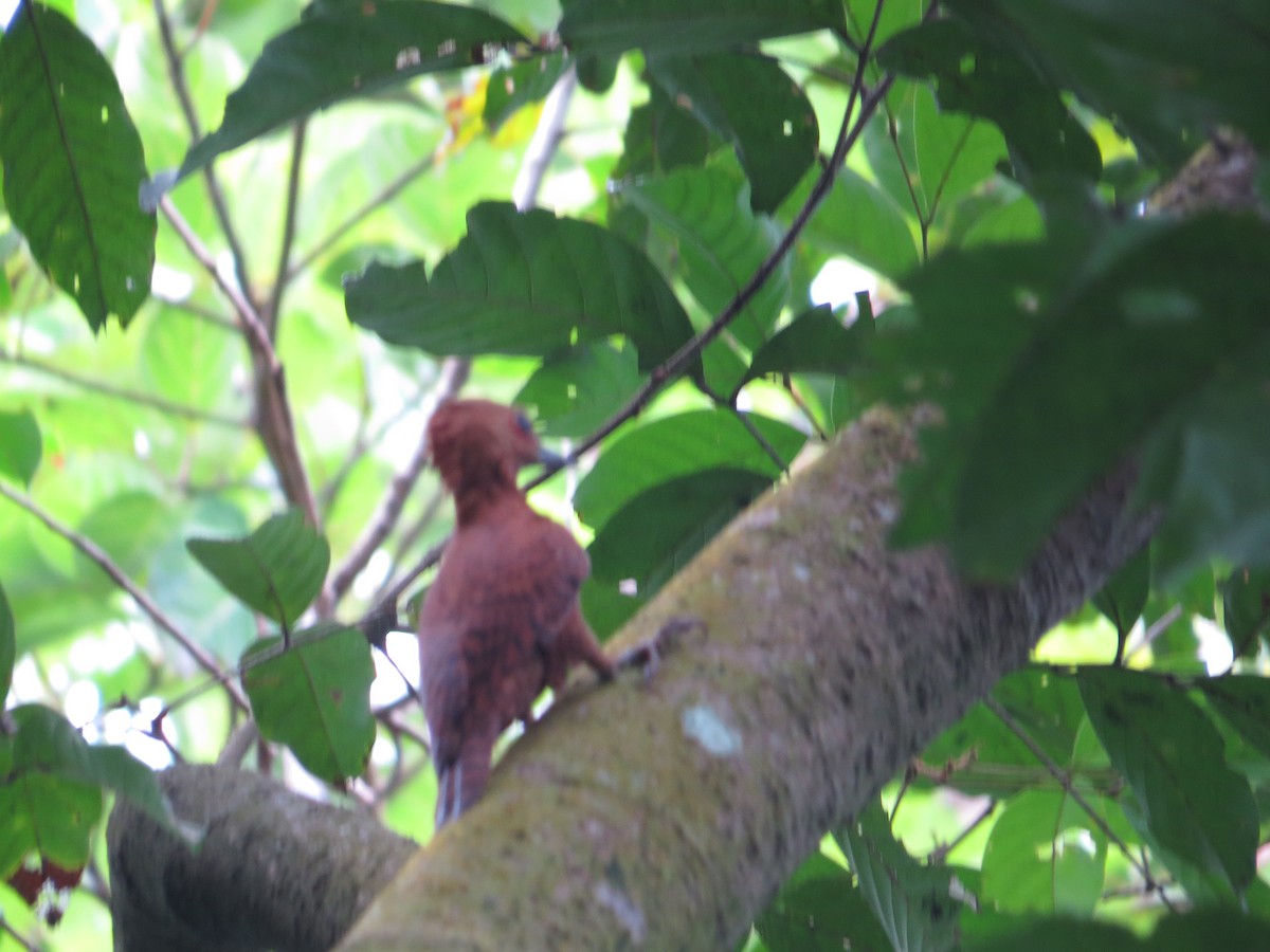 Rufous Woodpecker - ML609190597