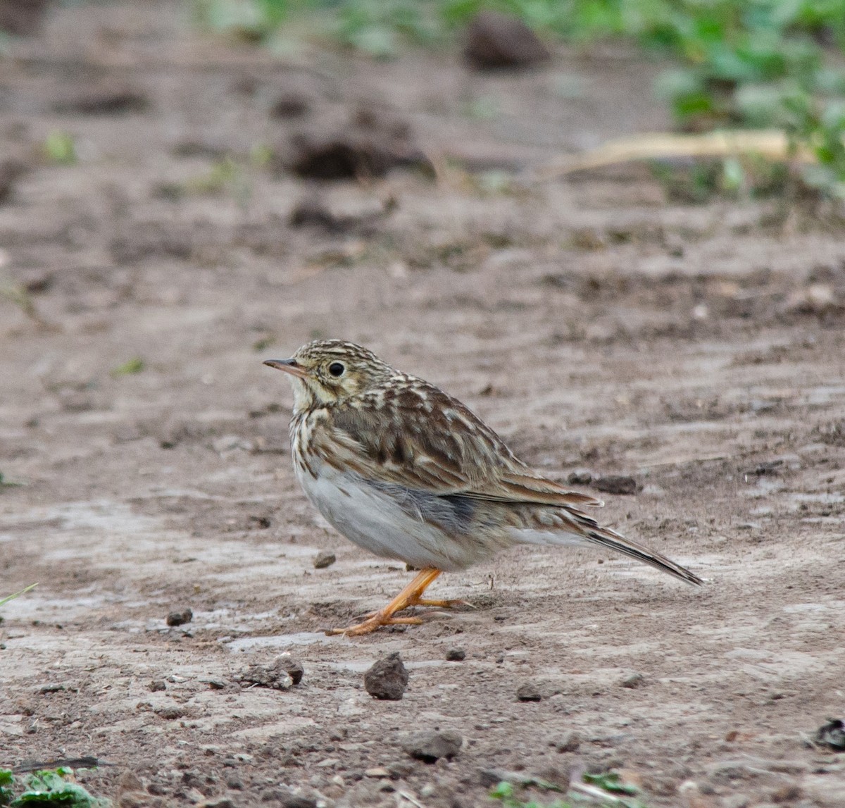 Short-billed Pipit - ML609190657