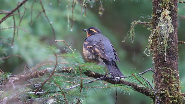 Varied Thrush - ML609190667