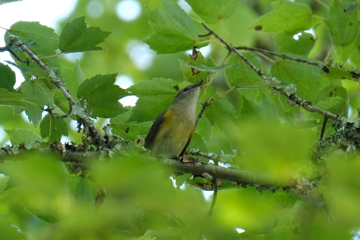 American Redstart - ML609190825