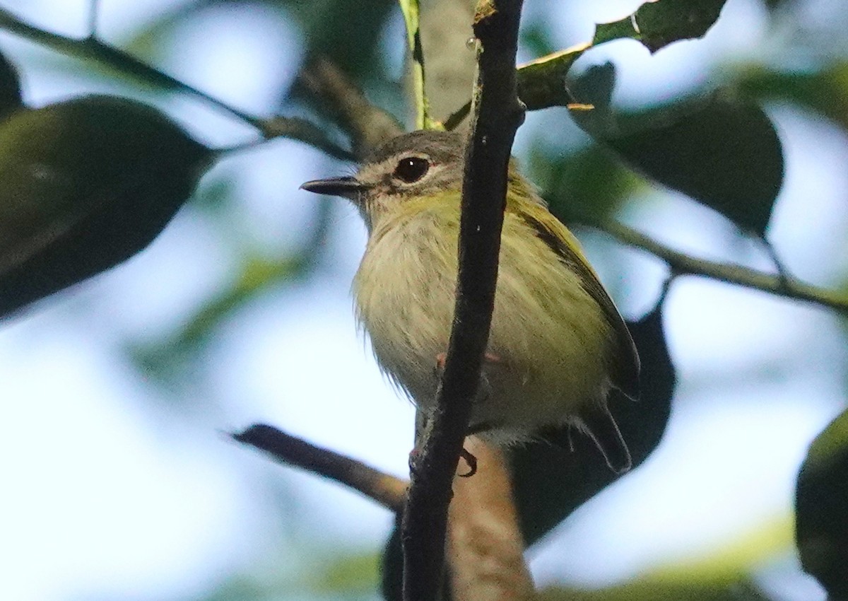 タンビコビトタイランチョウ - ML609190914