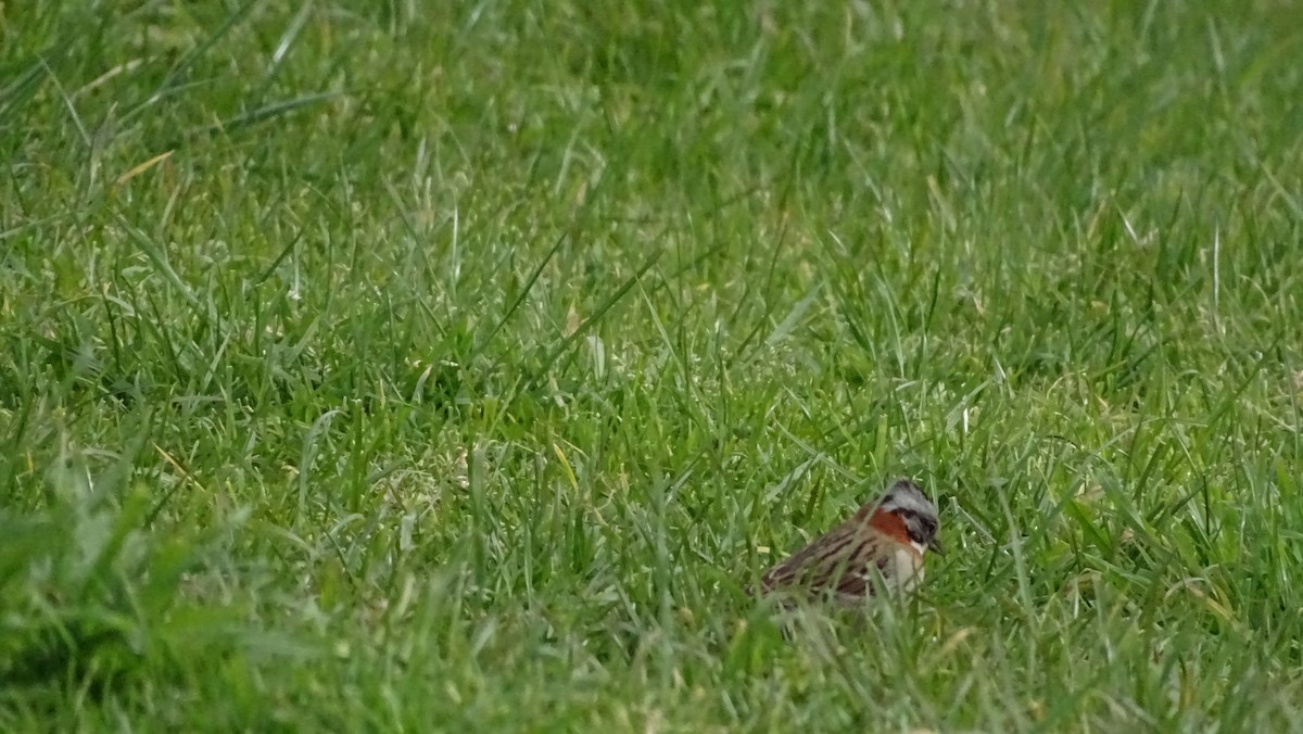 Rufous-collared Sparrow - ML609190916