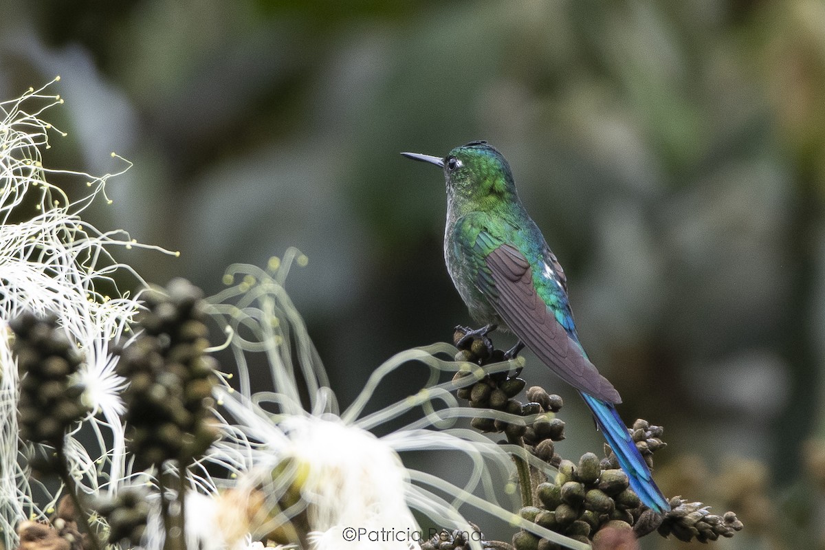 Long-tailed Sylph - ML609190990