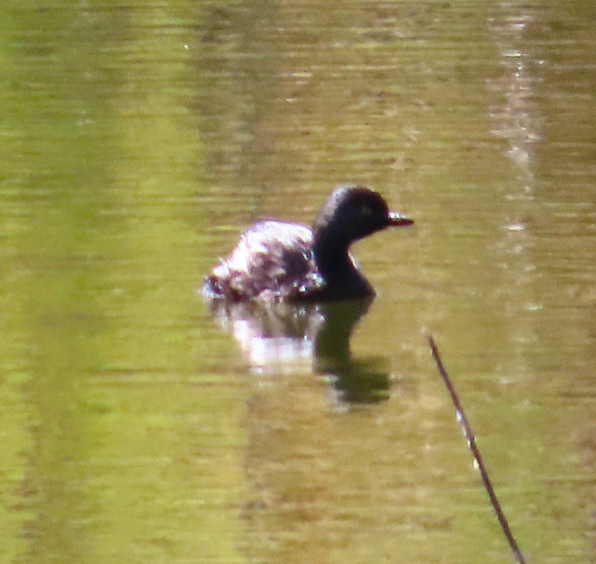 Least Grebe - Dave Hawksworth