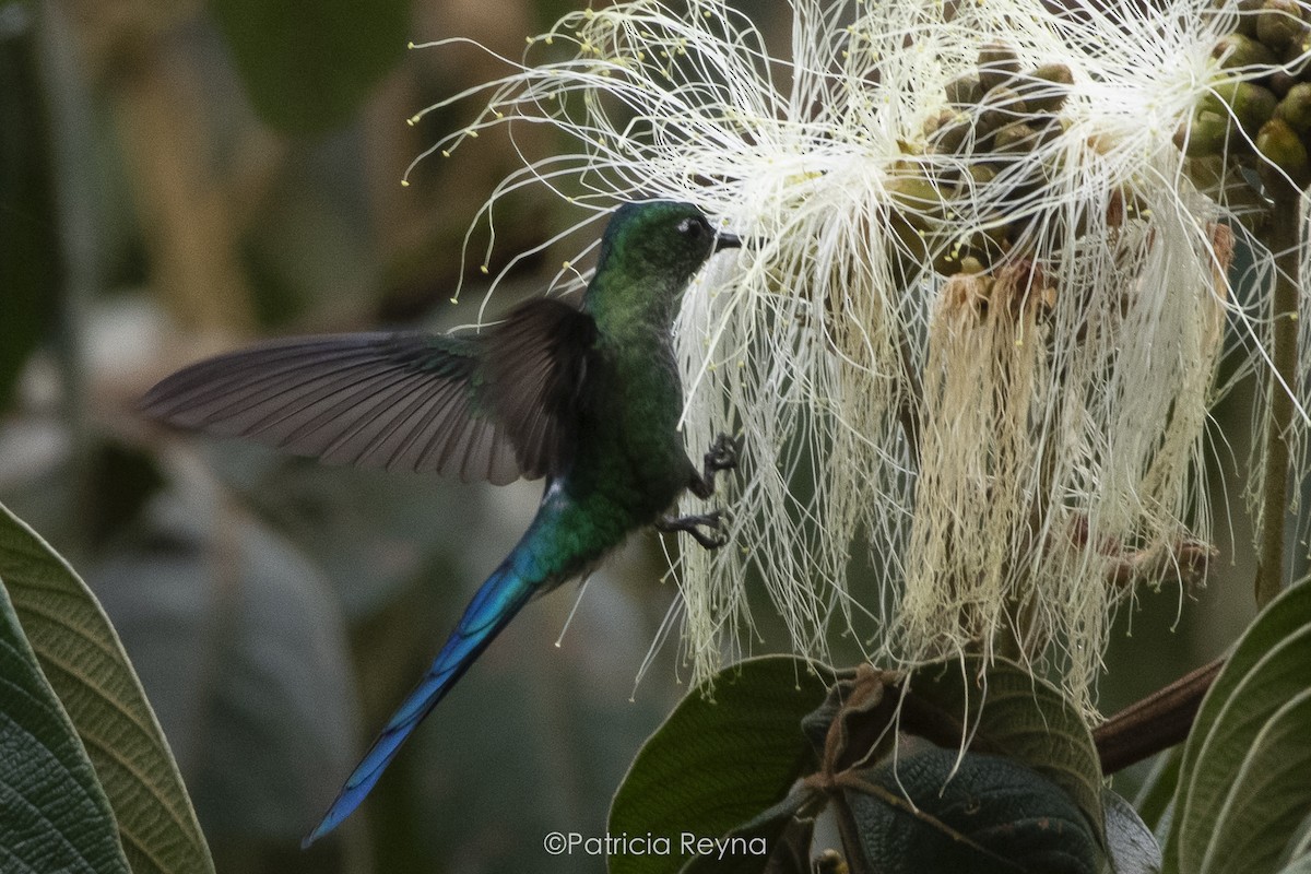 Long-tailed Sylph - ML609191009