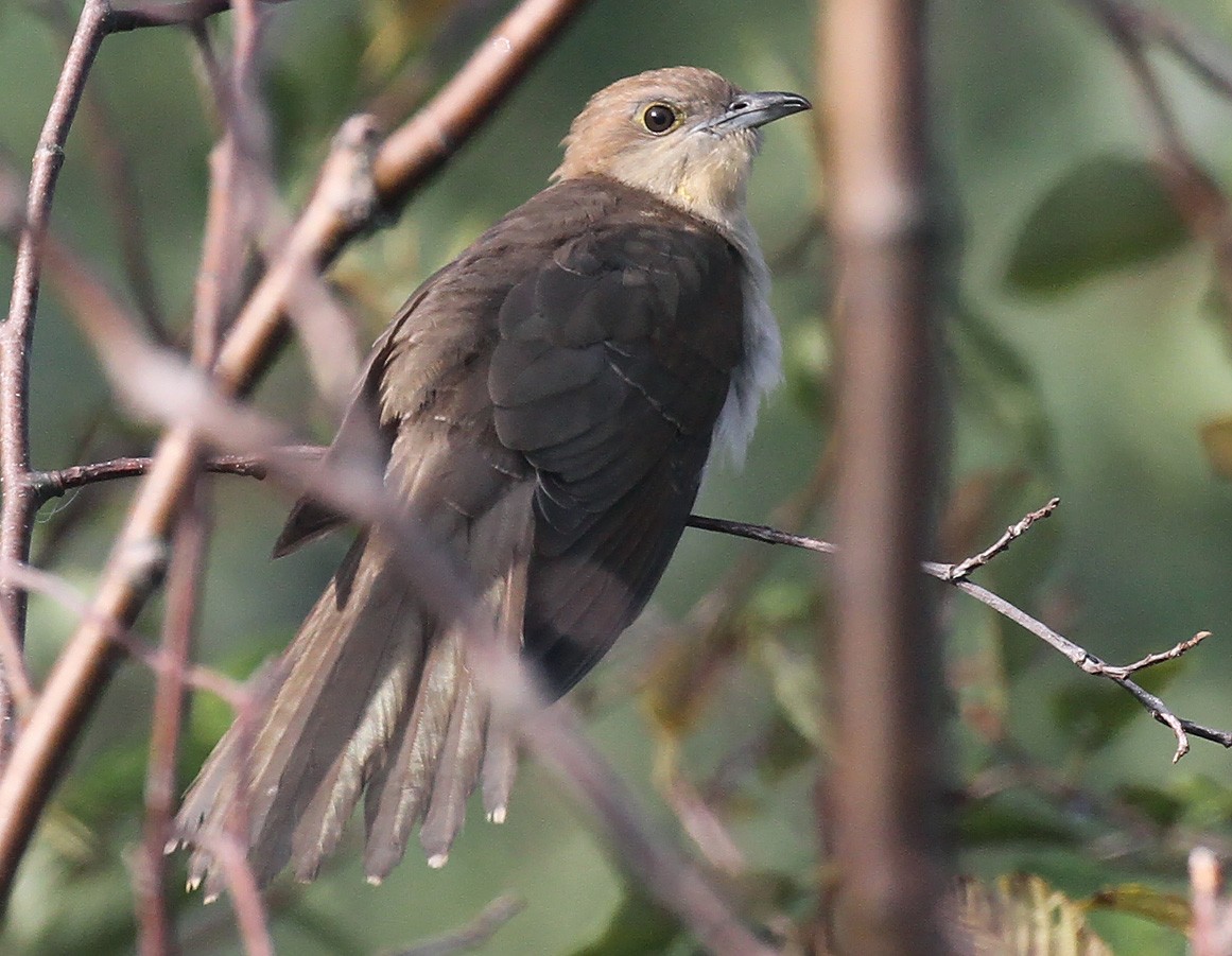 Black-billed Cuckoo - ML609191012