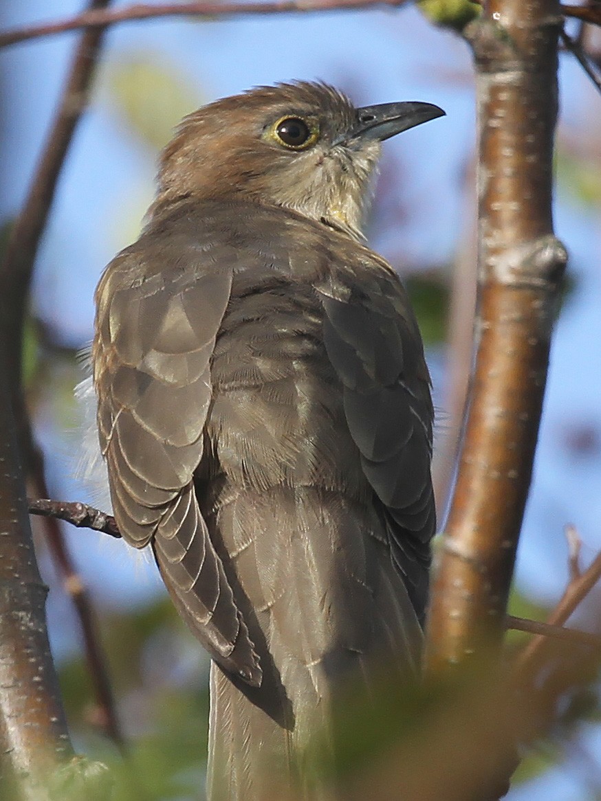 Black-billed Cuckoo - ML609191020