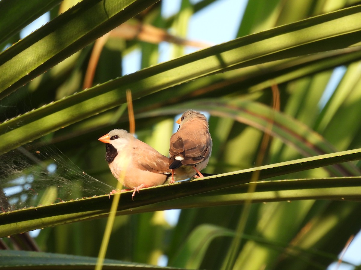 Long-tailed Finch - ML609191039