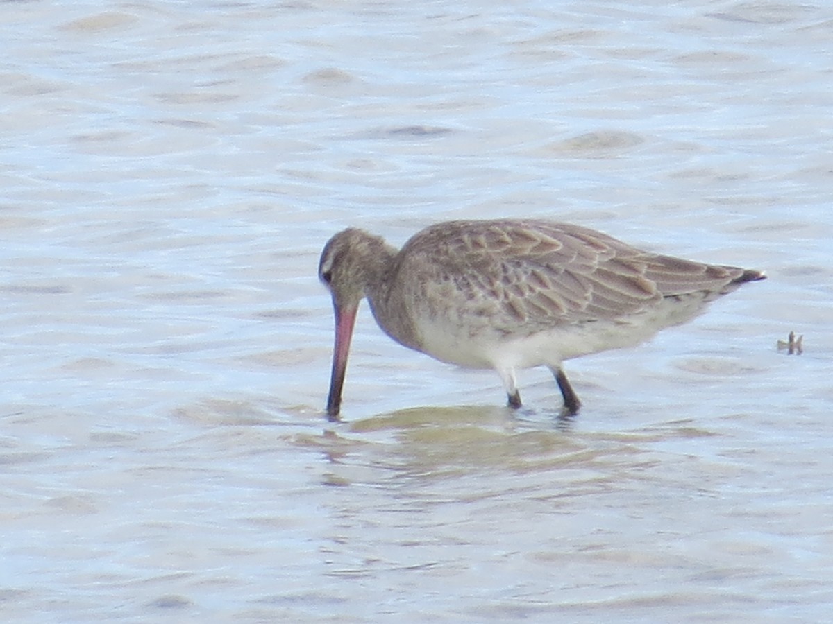 Bar-tailed Godwit - ML609191054