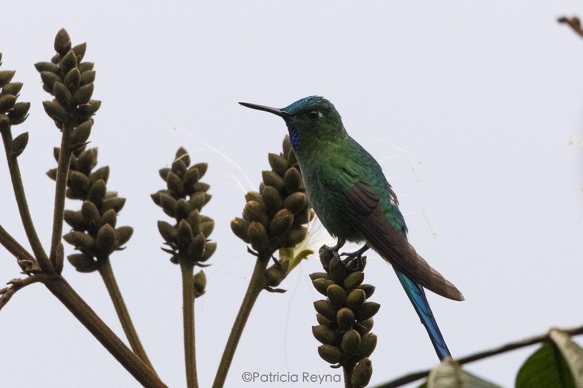 Long-tailed Sylph - ML609191075