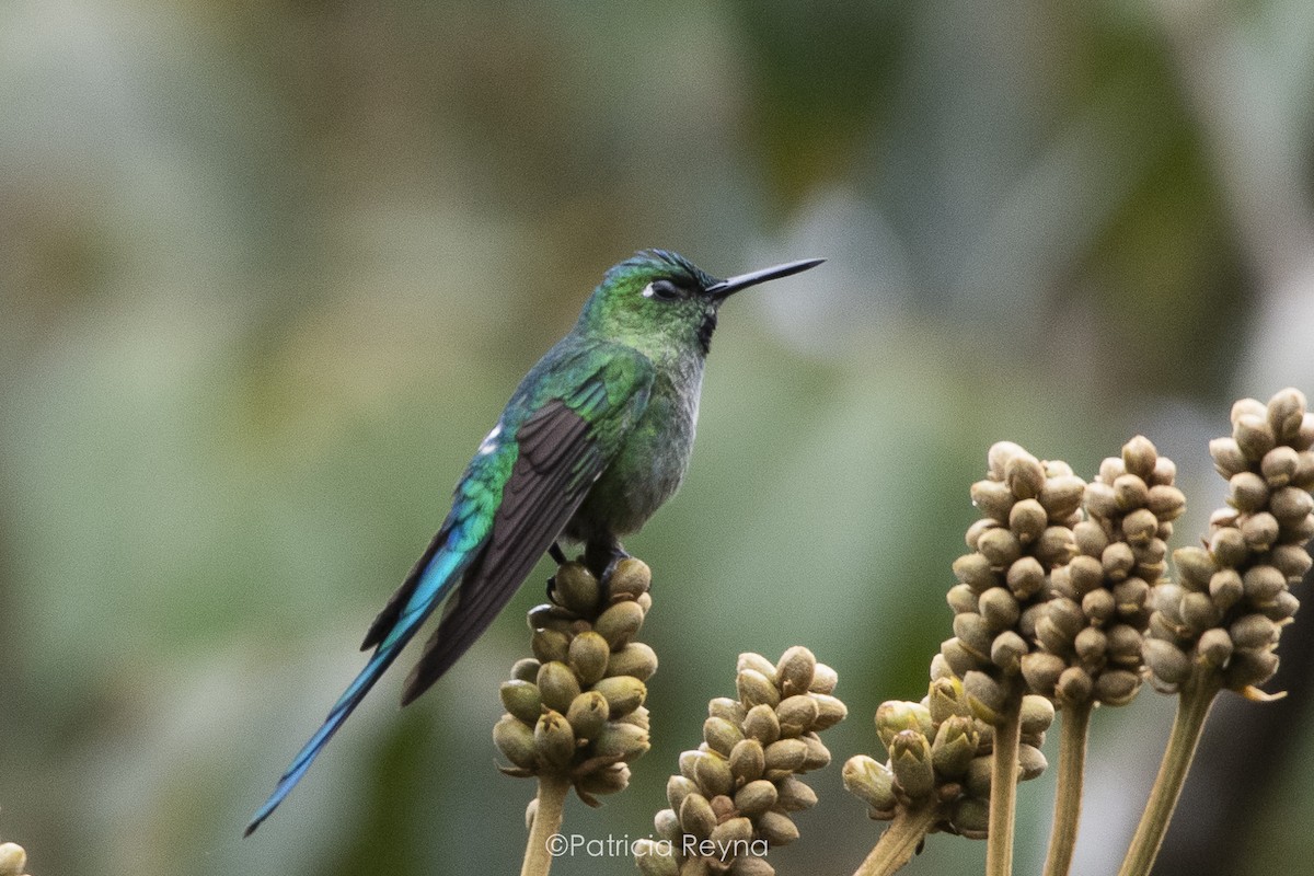 Long-tailed Sylph - ML609191076