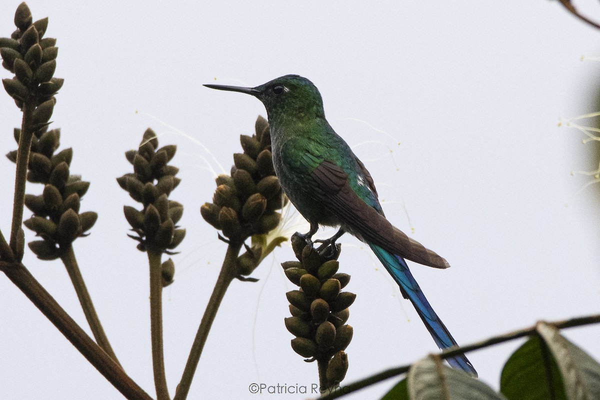 Long-tailed Sylph - ML609191077