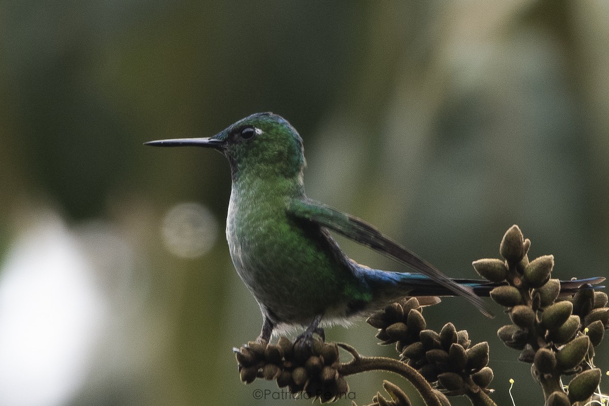 Long-tailed Sylph - ML609191078