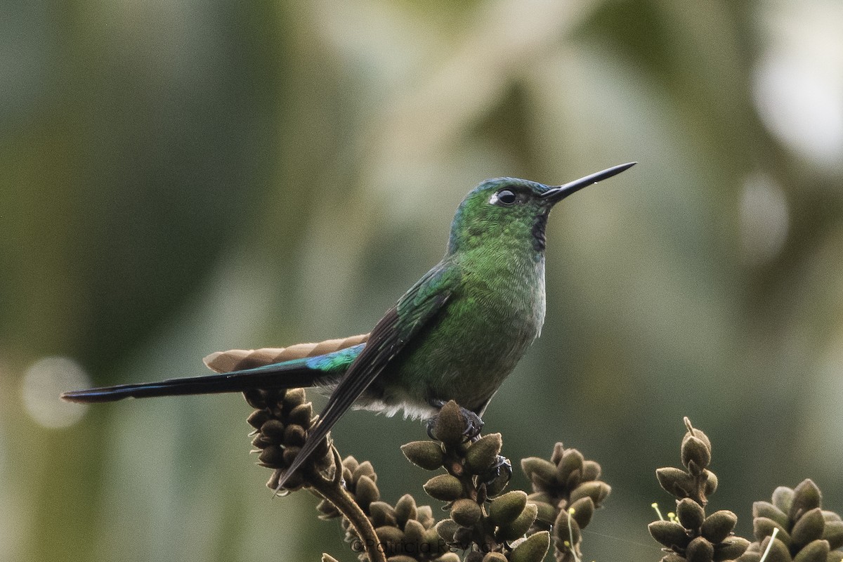 Long-tailed Sylph - ML609191079
