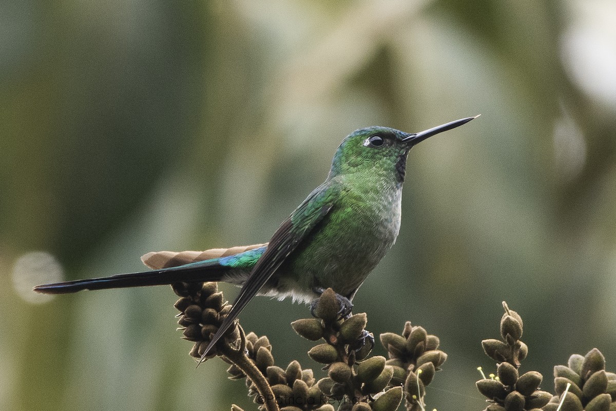 Long-tailed Sylph - Patricia Reyna