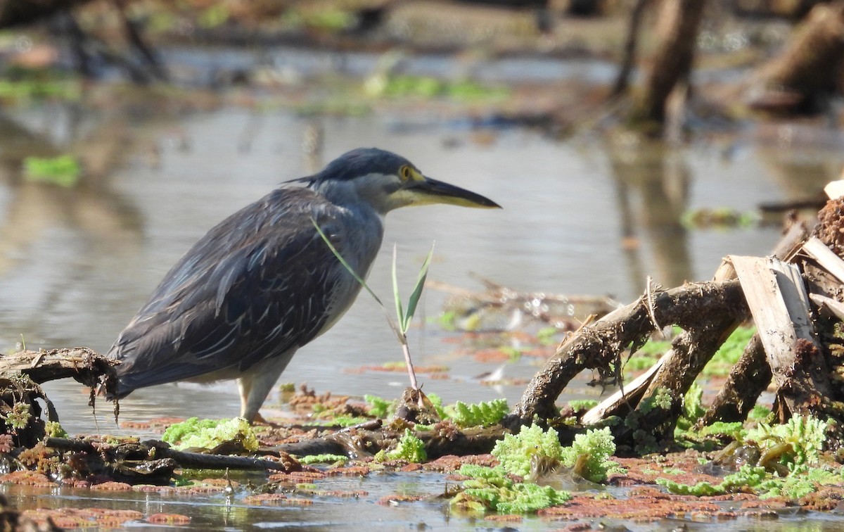 Striated Heron - Tresa Moulton