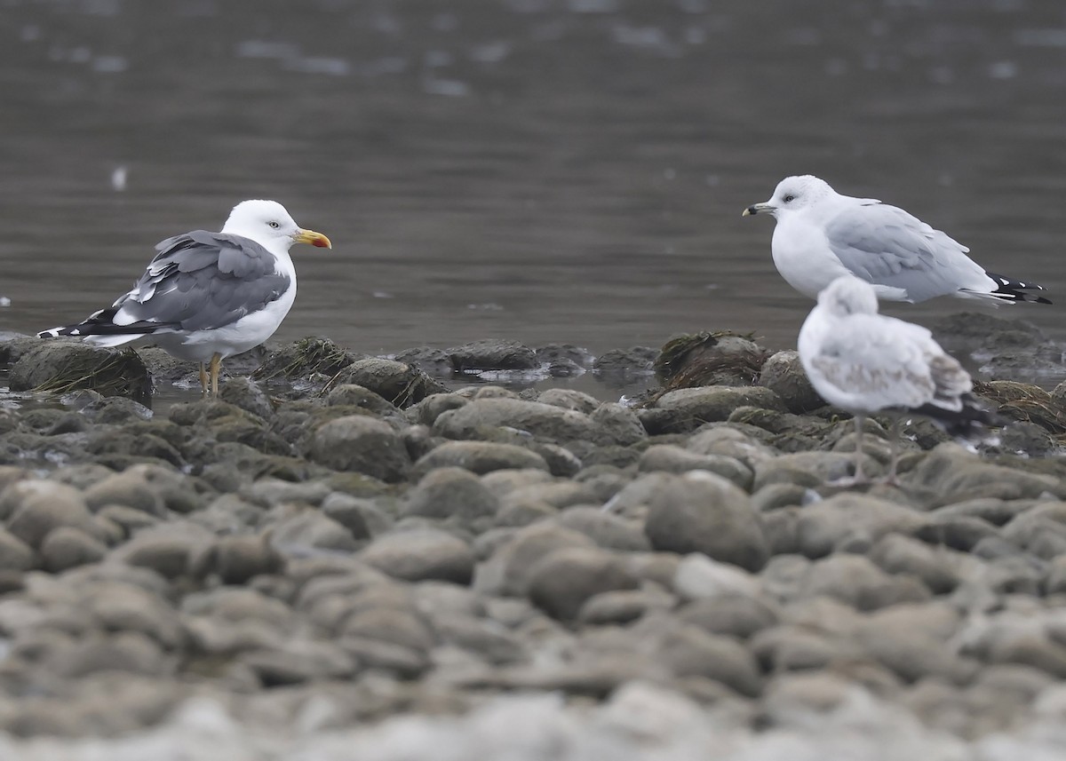 Lesser Black-backed Gull - Ken Pride