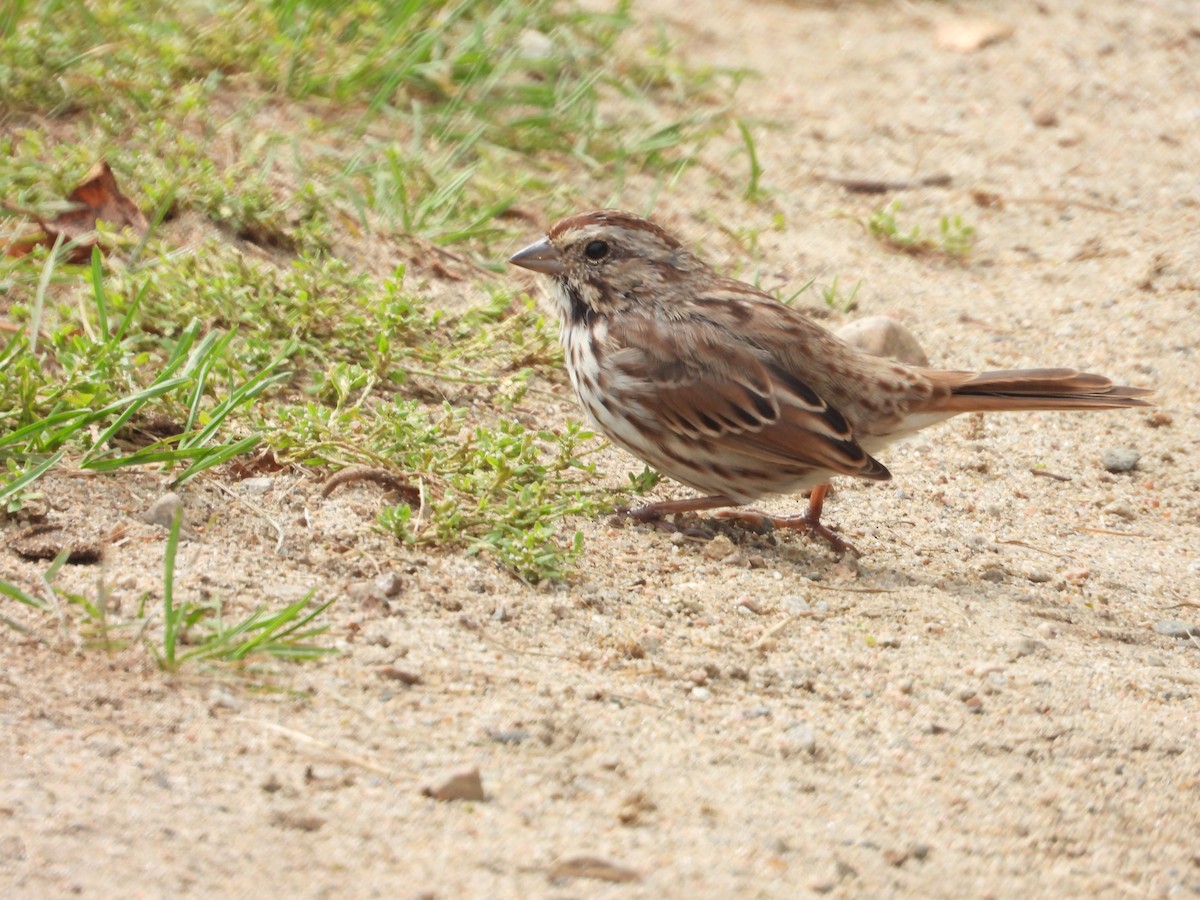 Song Sparrow - ML609191256