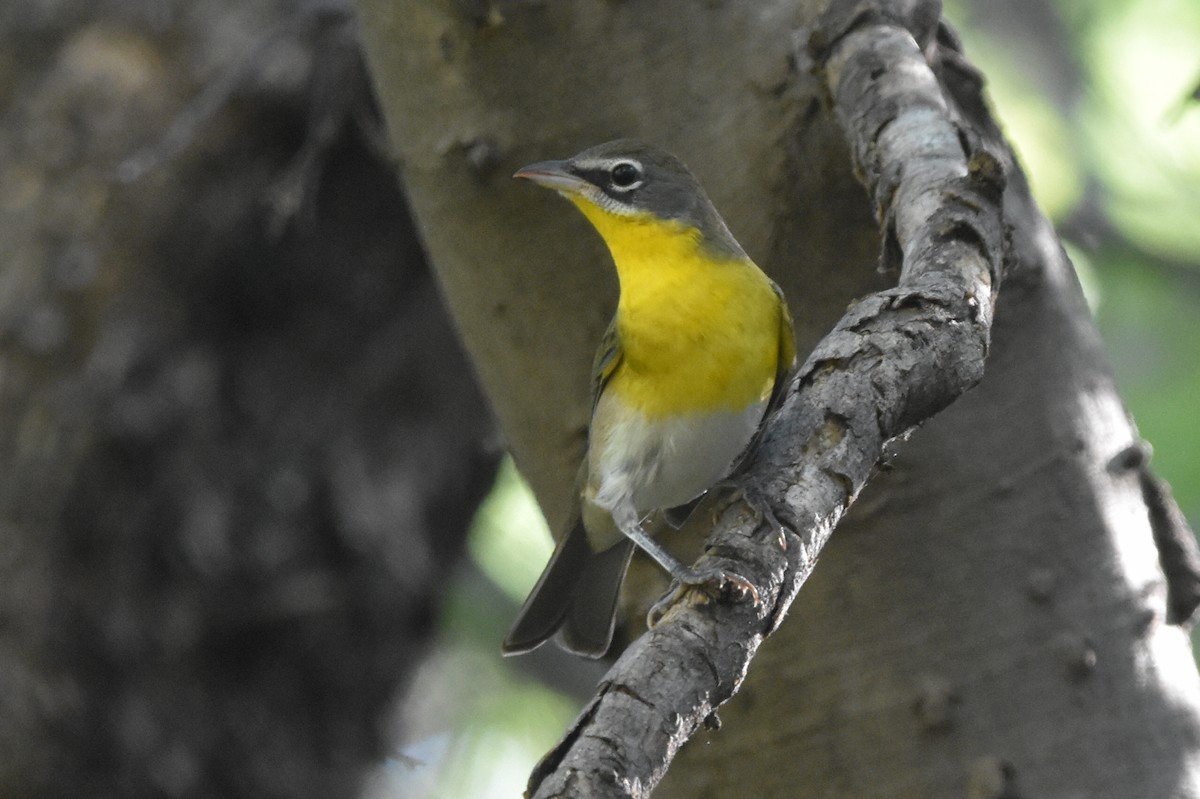 Yellow-breasted Chat - ML609191273
